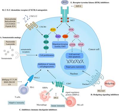 Utilization of macrocyclic peptides to target protein-protein interactions in cancer